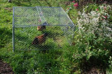 La mue à poussin La mue à poussin