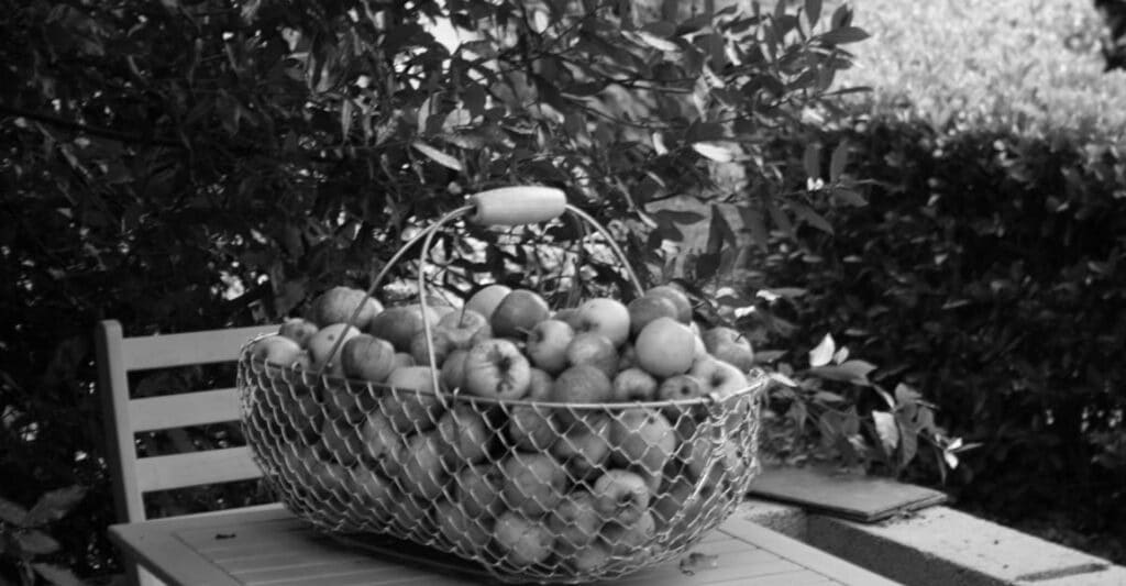 Panier métallique rempli de pommes sur une table de jardin près d'une chaise, image en noir et blanc.